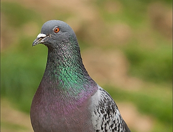 IMG_8681-MB-750-Pigeon