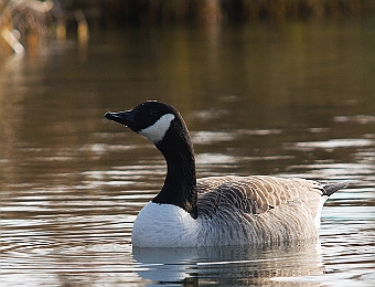 E7D_8370 SD