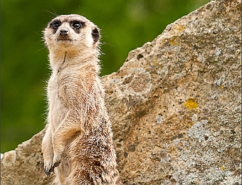 IMG_8680-MB-750-Suricate