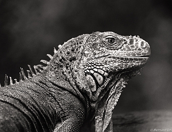 E7D_1789 SD 1000px