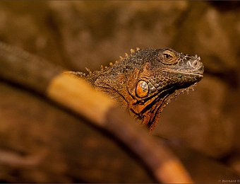 IMG_0754-MB-900-Zoo-Barben