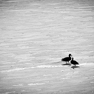 Lac gele - Magny 2012