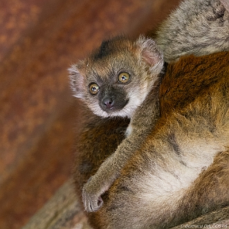 Parc des Felins 2017 Parc animalier super agréable sur le thème des félins évidemment avec son petit train et son cinéma en 4D avec un court...