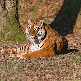 Zoo d Attilly 2017 Je suis allé au zoo d'Attilly en Seine-et-Marne pour tester mon nouvel objectif Sigma 70-200 F2.8. C'est un petit zoo...