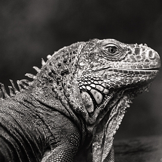 Zoo de Beauval 2017