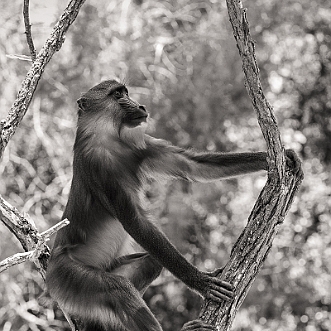 Zoo de la Palmyre 2018