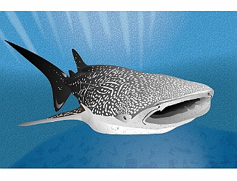 Requin-Baleine_1200px